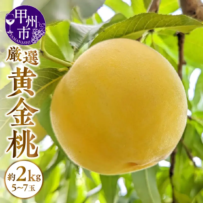 甲州市産 厳選 黄金桃 約2kg（5～7玉）【2026年発送】（APX）B-870 桃 フルーツ