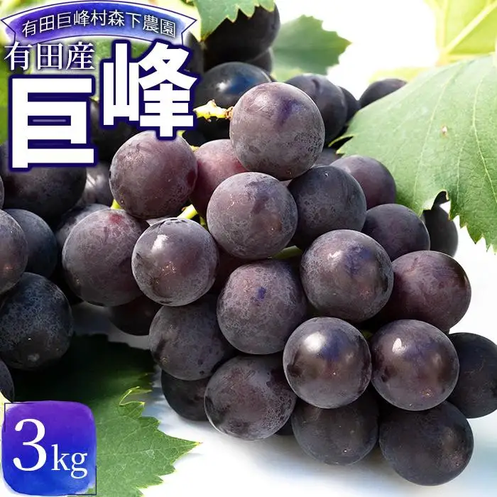 【先行予約】有田産 巨峰 約 3kg 巨峰村 森下農園 ぶどう 送料無料 フルーツ★2026年8月下旬から順次発送