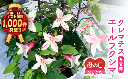 【母の日ギフト】5月6日まで 先行予約 母の日 クレマチス エールフクシマ 5号鉢 ラッピング 福島県 田村市
