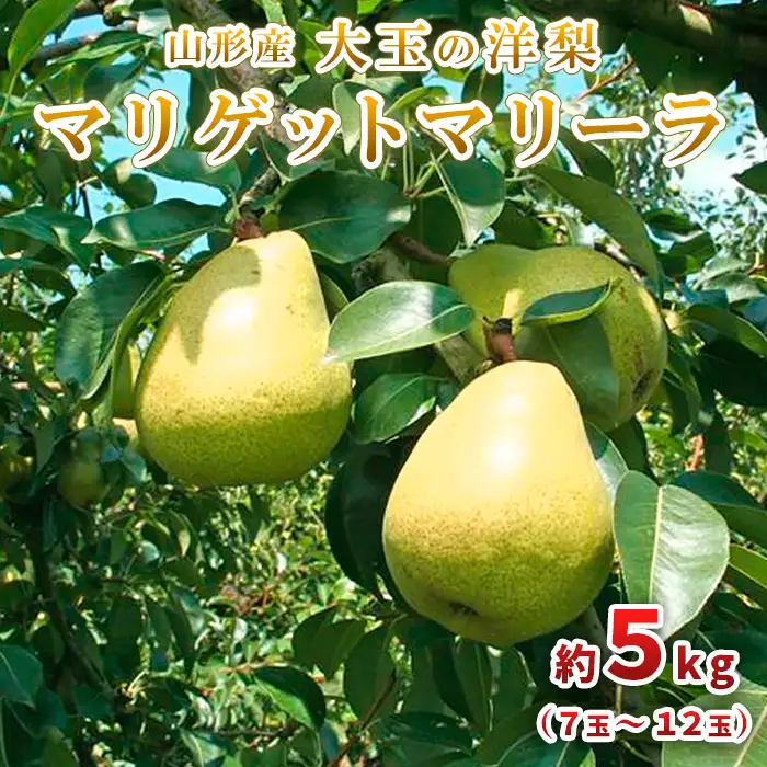 大玉の洋梨 マリゲットマリーラ 秀品 約5kg(7玉～12玉) 【令和8年産先行予約】FU23-005 くだもの 果物 フルーツ 山形 山形県 山形市 2026年産