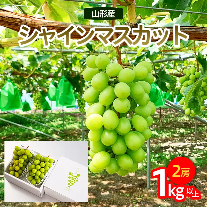 山形市産 シャインマスカット 秀 約1kg以上(2房)[後半] 【令和8年産先行予約】FU23-038 くだもの 果物 フルーツ 山形 山形県 山形市 2026年産
