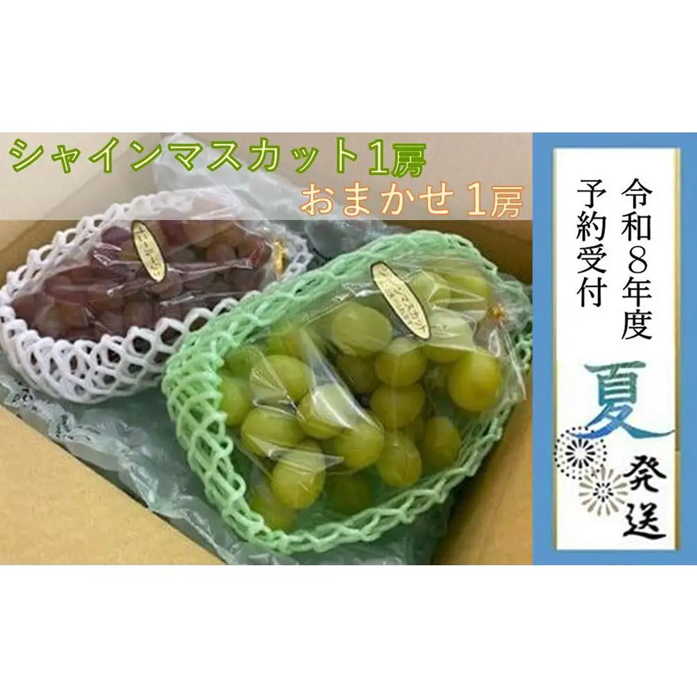 ＜2026年 先行受付 8月中旬発送＞【貝塚市産】シャインマスカット＆おまかせ各１房 約1.2kg