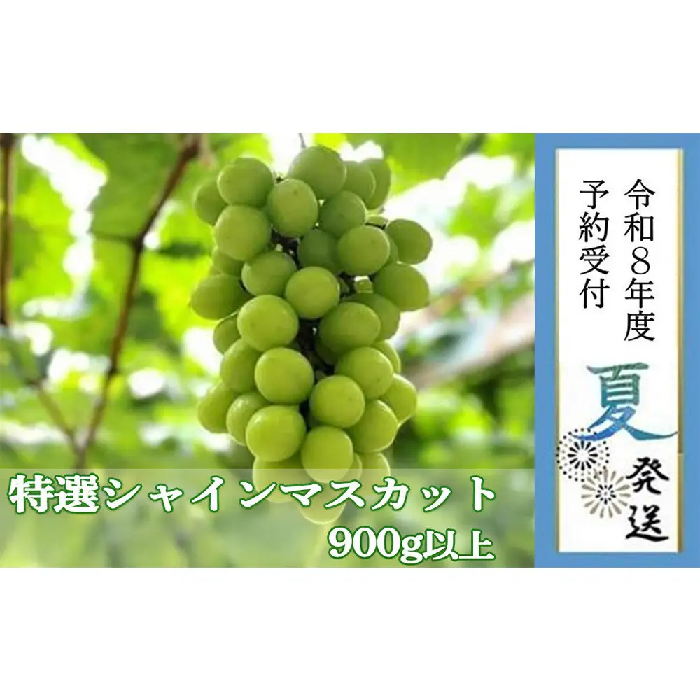 ＜2026年 先行受付 8月中旬発送＞【貝塚市産】特選シャインマスカット 900g以上３Lサイズ