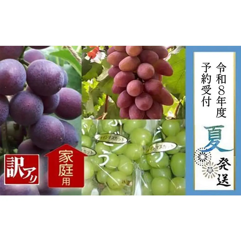 ＜2026年 先行受付 8月中旬発送＞【貝塚市産】訳あり・ご家庭用ぶどう約1.5kg