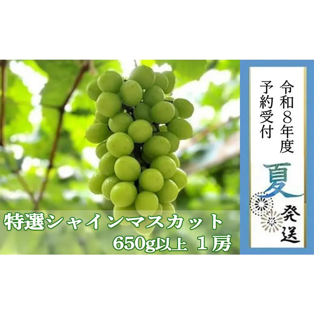 ＜2026年 先行予約8月中旬発送＞【貝塚市産】特選シャインマスカット 650g以上