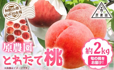 もも桃 モモ 約2kg 原農園《2026年6月中旬-8月下旬頃出荷》桃桃桃モモモモ