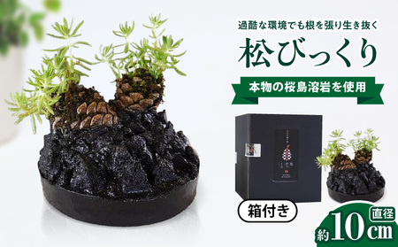 火山の贈り物 ミニ観葉植物『松びっくり』 溶岩土台松ぼっくり苔植物 K089-001