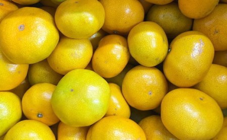 有田産極早生みかん約5kg（サイズ混合）｜早生みかん フルーツ 果物 みかん