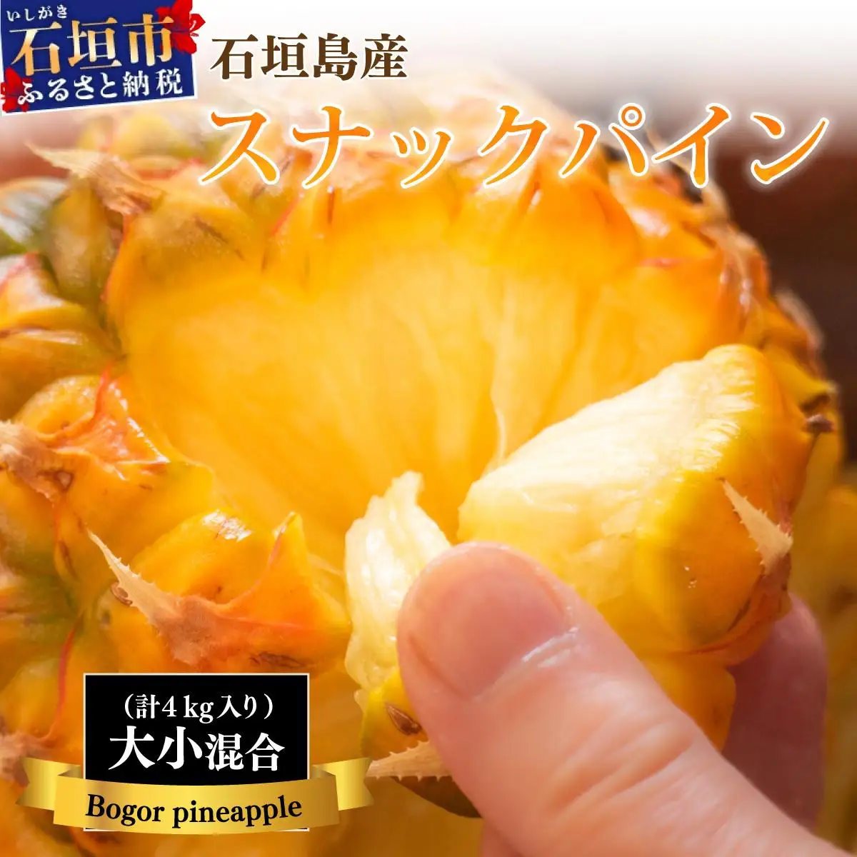 石垣島産・スナックパイン 訳ありの大小混合セット   SI-24-1