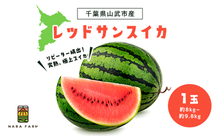 【先行予約】【6月上旬から発送】レッドサンスイカ（約8kg～約9.8kg×1玉）【 ふるさと納税 人気 おすすめ ランキング レッドサン スイカ 西瓜 すいか 西瓜 果物 フルーツ 国産 産地直送 甘い 野菜 千葉県 山武市 送料無料 】SMAF001