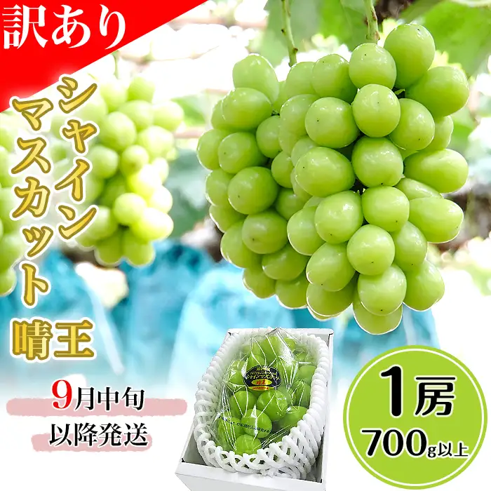 【訳あり】シャインマスカット晴王1房【2026年9月中旬～10月下旬発送予定】（いばら愛菜館）