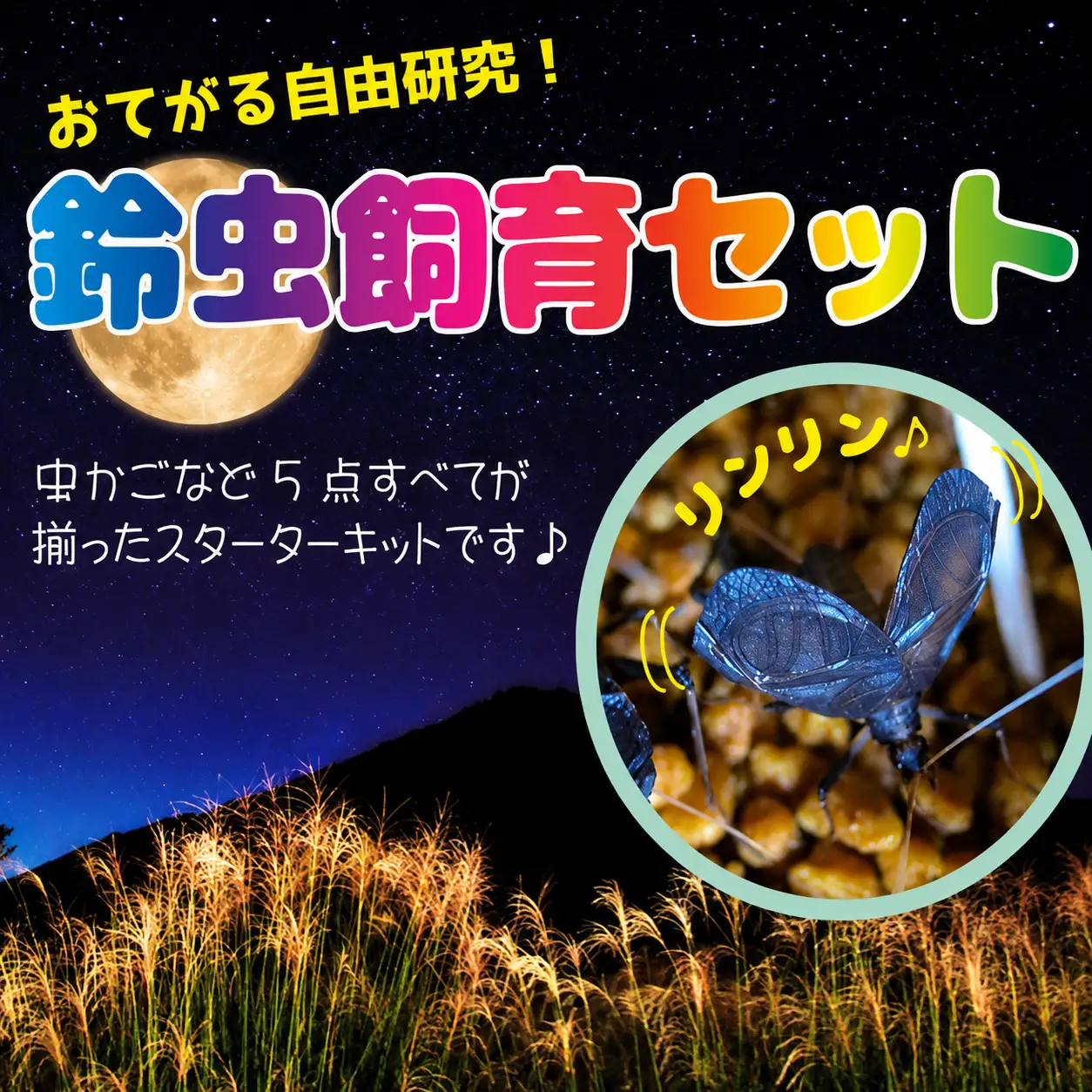 【自由研究に！！】秋の風物詩☆スズムシ飼育セット【2026年6月下旬～ 2026年7月下旬】【A217-frks113】