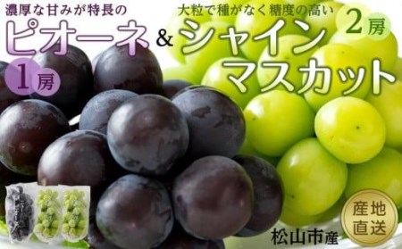 【先行予約】★8月下旬から発送★ 松山市産 シャインマスカット 2房 ピオーネ 1房のセット ぶどう 葡萄 フルーツ 果物 産地直送 おすすめ 期間限定【FA0491】