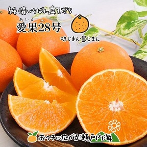 2026年12月頃から順次発送】【紅まどんなと同品種】愛果28号 訳あり品