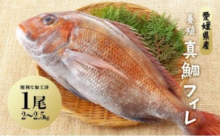 【※2024年1月～発送】愛媛県産養殖真鯛フィレ2枚（お頭付き冷凍）【GK001_x】