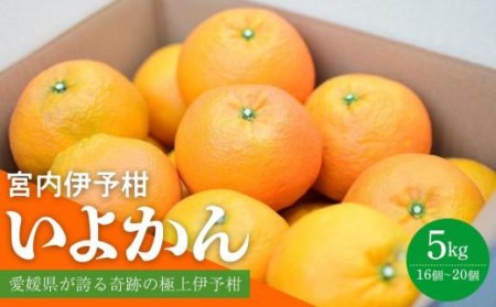  【2027年1月中旬から発送予定】 いよかん 宮内伊予柑 5kg みかん 5kg みかん 愛媛 みかん 松山 みかん 農家直送 みかん 不揃い いよかん 家庭用 柑橘 愛媛 松山 北条 果物 フルーツ 産地直送 みかん 農園直送【HMN0021】