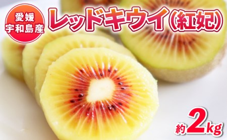 レッドキウイ フルーツ 紅妃 2kg Shirai.agrifarm フルーツ F012-115001