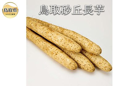 鳥取砂丘長芋【数量限定】_T2600193