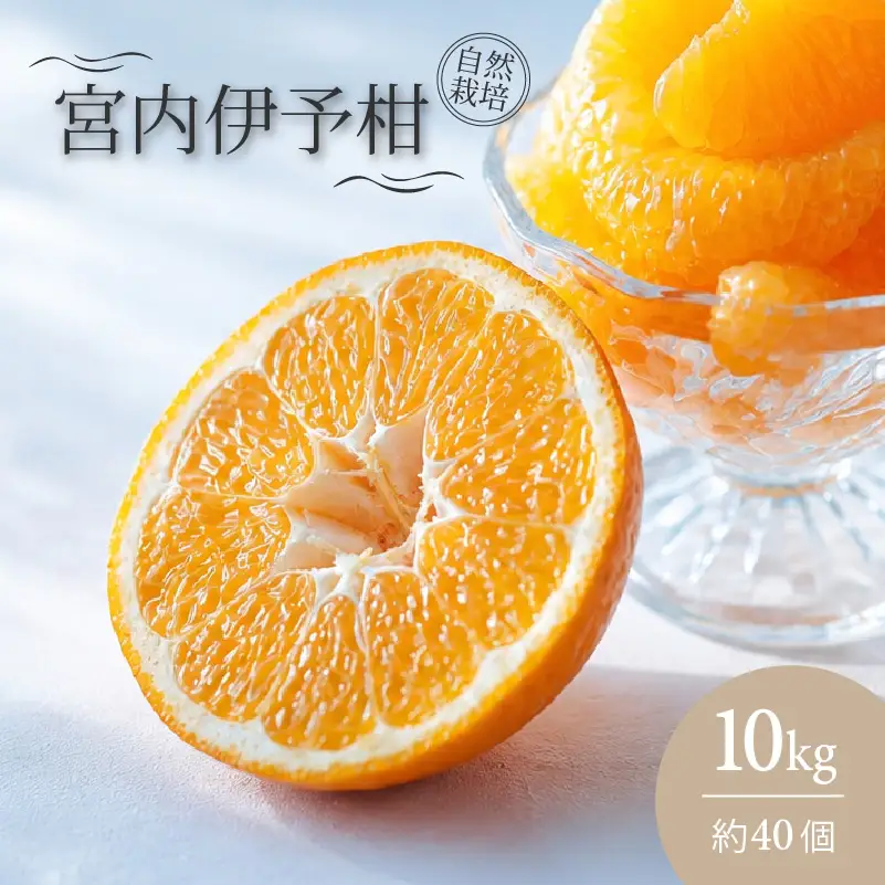 宮内 伊予柑 いよかん 10kg (約40個)  自然栽培 【2027年1月上旬頃から順次発送】 | 伊予柑 ミカン 柑橘 みかん 期間限定 フルーツ 果物 果実 愛媛県産 愛媛 松山 農薬不使用【IZ0031】