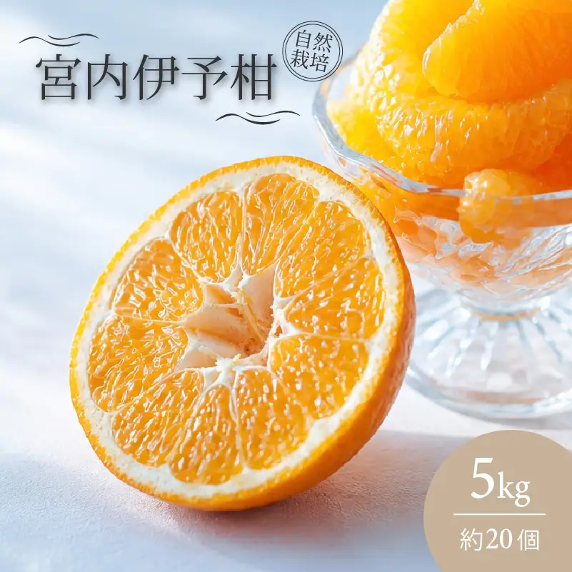 宮内 伊予柑 いよかん 5kg (約20個) 自然栽培 【2027年1月上旬頃から順次発送】 | 伊予柑 ミカン 柑橘 みかん 期間限定 フルーツ 果物 果実 愛媛県産 愛媛 松山 農薬不使用【IZ0041】