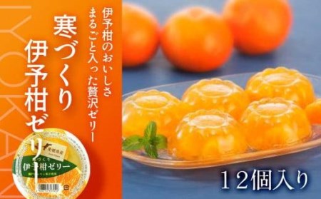 【 柑橘寒づくりゼリー】 いよかん ゼリー 12個 セット おやつ お子様 子ども【JZE0021】