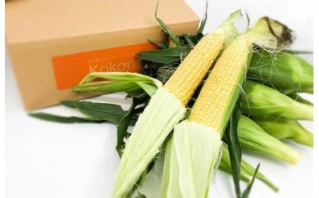 【2026年6月下旬頃から順次発送予定】とうもろこし　＜２Lサイズ：８本入り＞ 【トウモロコシ】【KK0892】