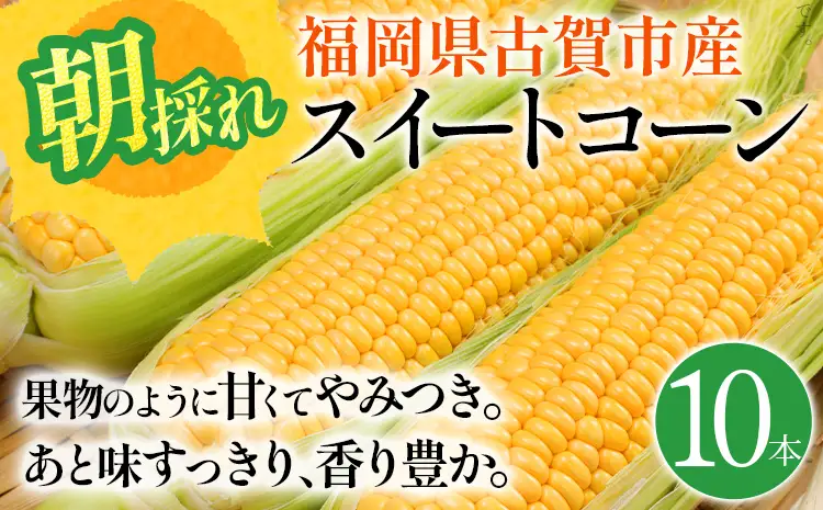 とうもろこし  朝採りスイートコーン（10本） 【6月中下旬～7月上中旬に順次出荷予定】 とうもろこし 