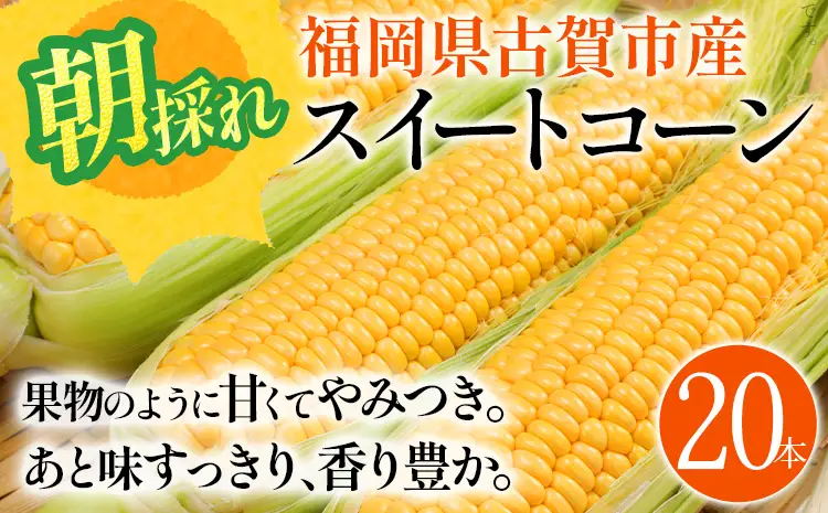 とうもろこし  朝採りスイートコーン（20本） 【6月中下旬～7月上中旬に順次出荷予定】 とうもろこし 