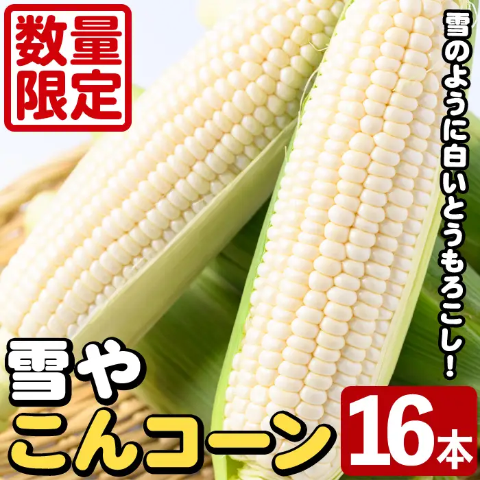 ＜先行予約受付中！2026年6月中旬以降順次発送予定＞白いとうもろこし「雪やこんコーン」(16本) 国産 トウモロコシ 玉蜀黍 ホワイト コーン 野菜 糖度 夏 イネ科 数量限定 期間限定【うとさんち】akn067-12