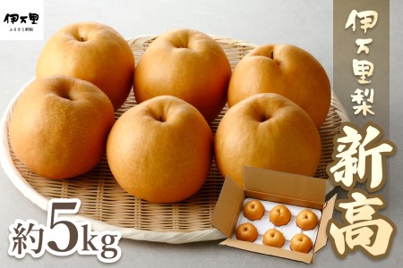 【令和8年産先行予約】伊万里梨「新高」 5kg 大型種 178-B942