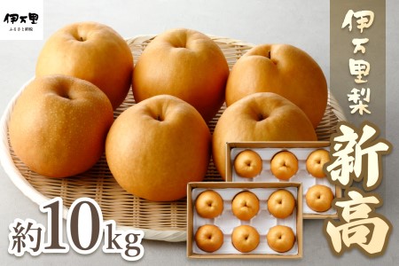 【令和6年産先行予約】伊万里梨「新高」 10kg (約5kg×2箱)  178-B166
