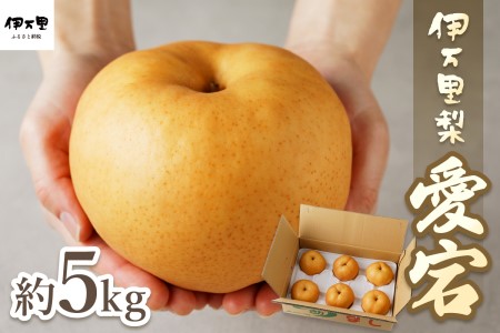 【令和8年産先行予約】伊万里梨 「愛宕」 約5kg 大型種 178-B944