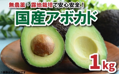 【2026年11月中旬頃から順次発送】アボカド 国産 1kg サイズ混合 国産 ベーコン フェルテ ピンカートン 愛媛県 松山市【TF001_x】