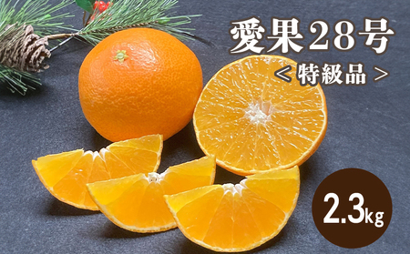 【2026年12月上旬から発送】特級品 愛果28号 (紅まどんな と同品種) 2.3kg  | 紅まどんな と同様 みかん 愛媛県 松山市【TMN0121】