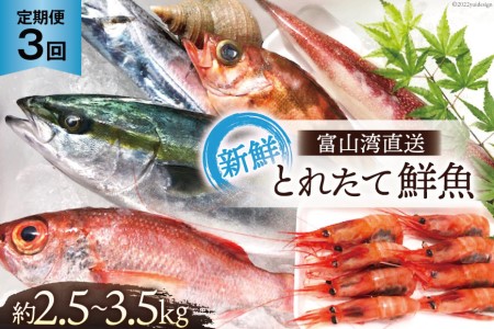 定期便 魚 富山湾直送 とれたて鮮魚セット 約2.5～3.5kg×3回 旬 新鮮 鮮魚 詰め合わせ 産地直送 冷蔵 / くろべ漁業協同組合 魚の駅「生地」/ 富山県 黒部市 地魚 お楽しみ 魚介 魚介類 