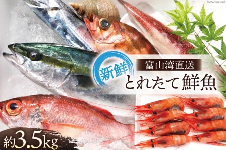 魚 富山湾直送 とれたて鮮魚セット 約3.5kg 旬 新鮮 鮮魚 詰め合わせ 産地直送 冷蔵/くろべ漁業協同組合 魚の駅「生地」/富山県 黒部市 海鮮 魚介類 魚介 