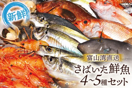 魚 富山湾直送 さばいた鮮魚セット 4～5種 旬 新鮮 鮮魚 刺身 詰め合わせ 産地直送 冷蔵/くろべ漁業協同組合 魚の駅「生地」/富山県 黒部市 海鮮 魚介類 魚介 