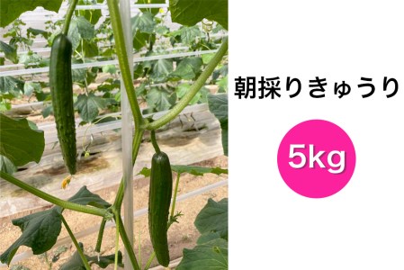 朝採りきゅうり 5kg  | きゅうり キュウリ 胡瓜 朝採り 新鮮 朝収穫 サラダ ユーファーム 埼玉県 杉戸町