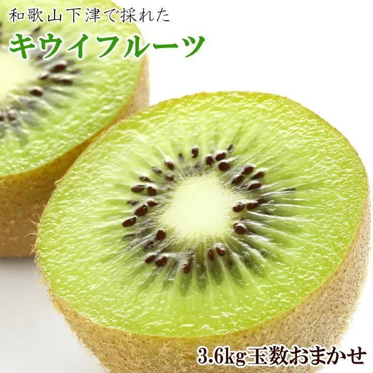 和歌山の下津で採れたキウイフルーツ約3.6kg（玉数おまかせ・秀品）★2027年１月中旬頃より順次発送［TM111］