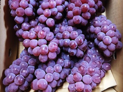 【農園直送！】種無ぶどう（デラウェア）２ｋｇ　特秀品　0044-2601