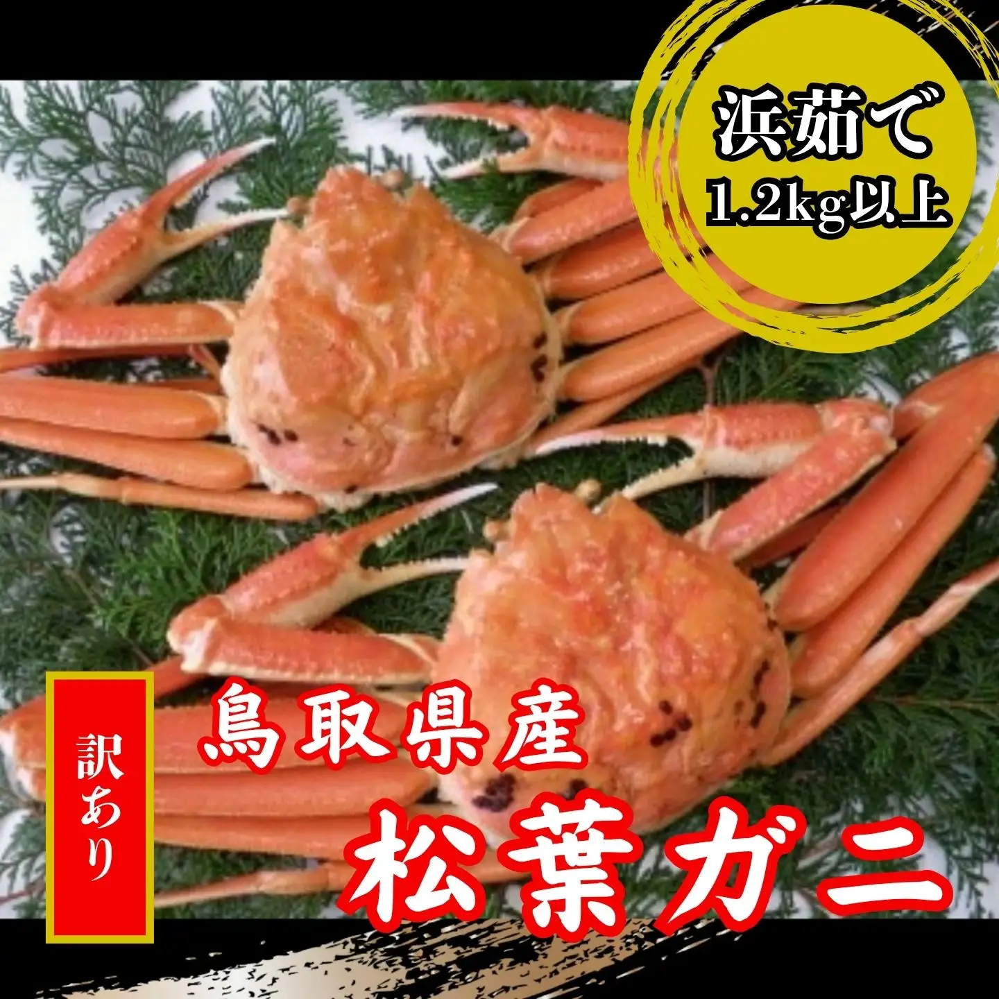 【’26先行予約】鳥取県産　訳あり浜茹で松葉がに　2～3枚で1.2ｋｇ以上（1～4本足落ち）[87]