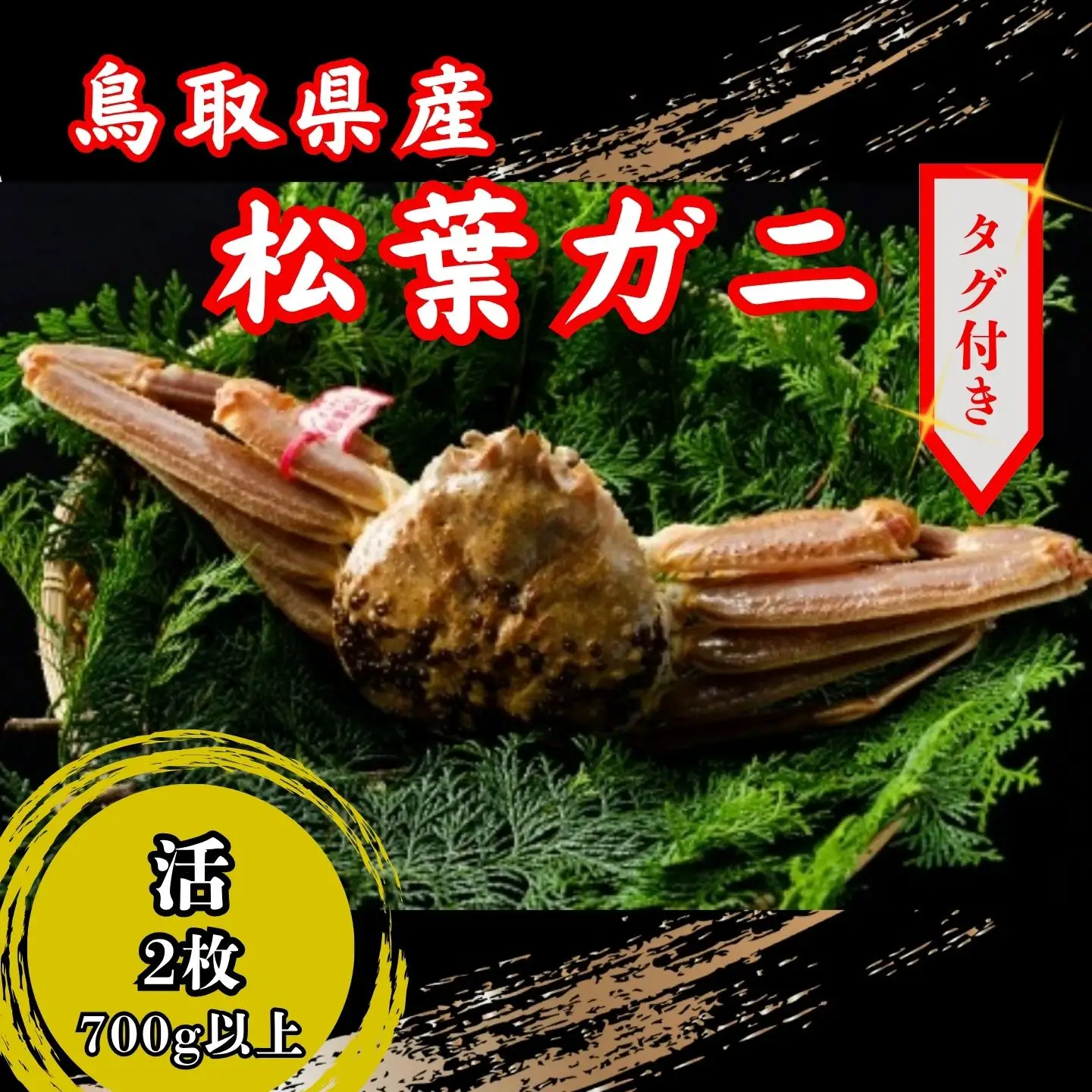 【’26先行予約】鳥取県産　タグ付き活松葉がに　700ｇ以上×2枚 [90]