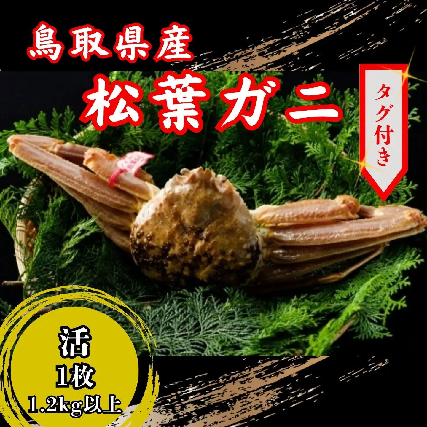 【’26先行予約】鳥取県産　タグ付き活松葉がに　1.2ｋｇ以上×1枚 [94]