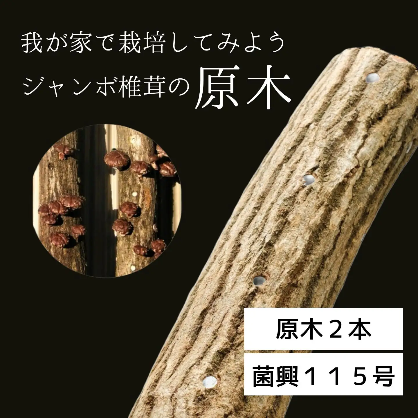 我が家で栽培してみよう　ジャンボ椎茸の原木 [111]