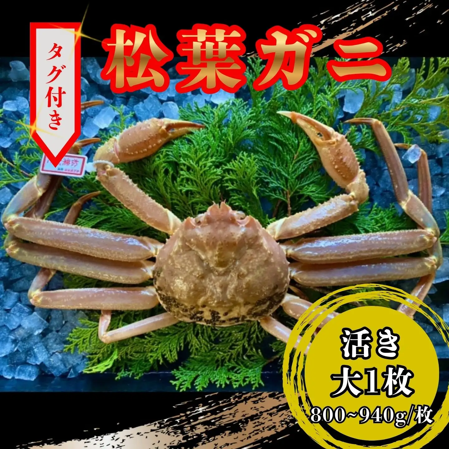 【活き】タグ付き松葉ガニ　大１枚(800～940ｇ前後) 【配送日時指定可】 [229-WK5]