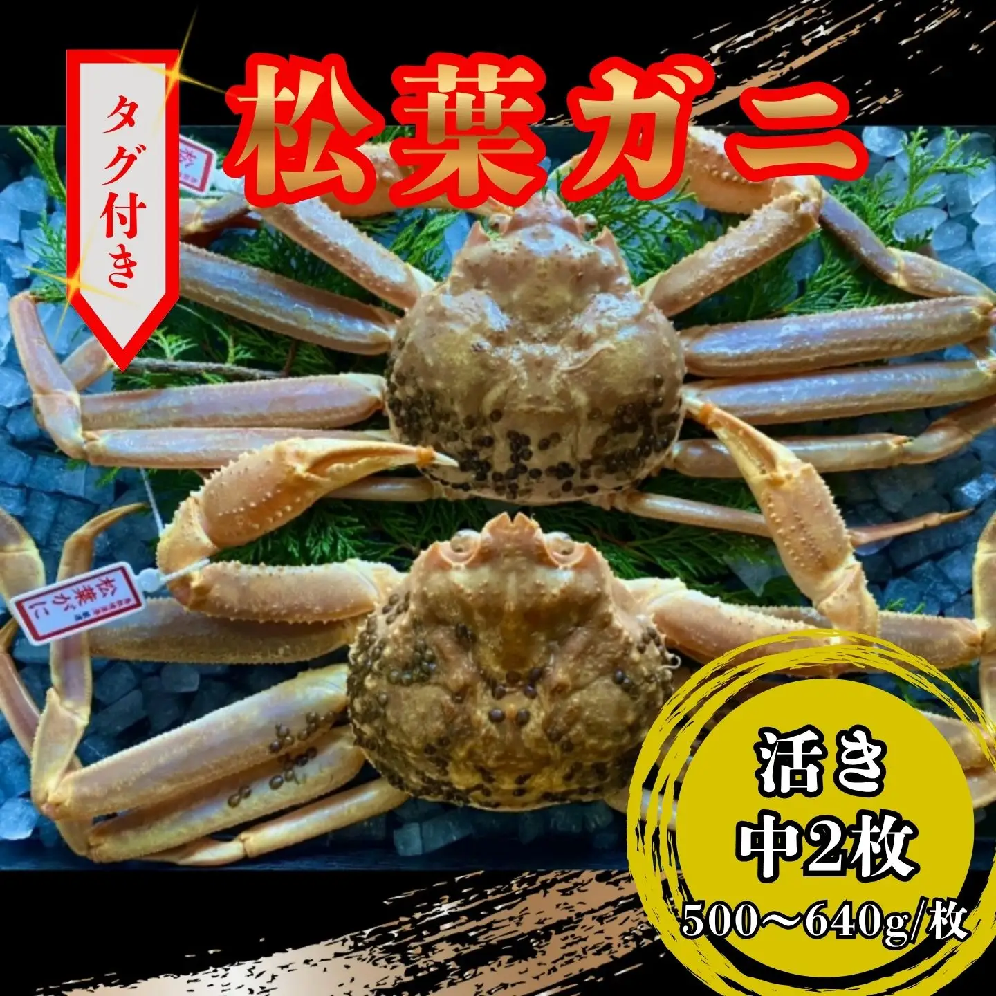 【活き】タグ付き松葉ガニ　中2枚(１枚500～640ｇ前後) 【配送日時指定可】 [233-WK9]