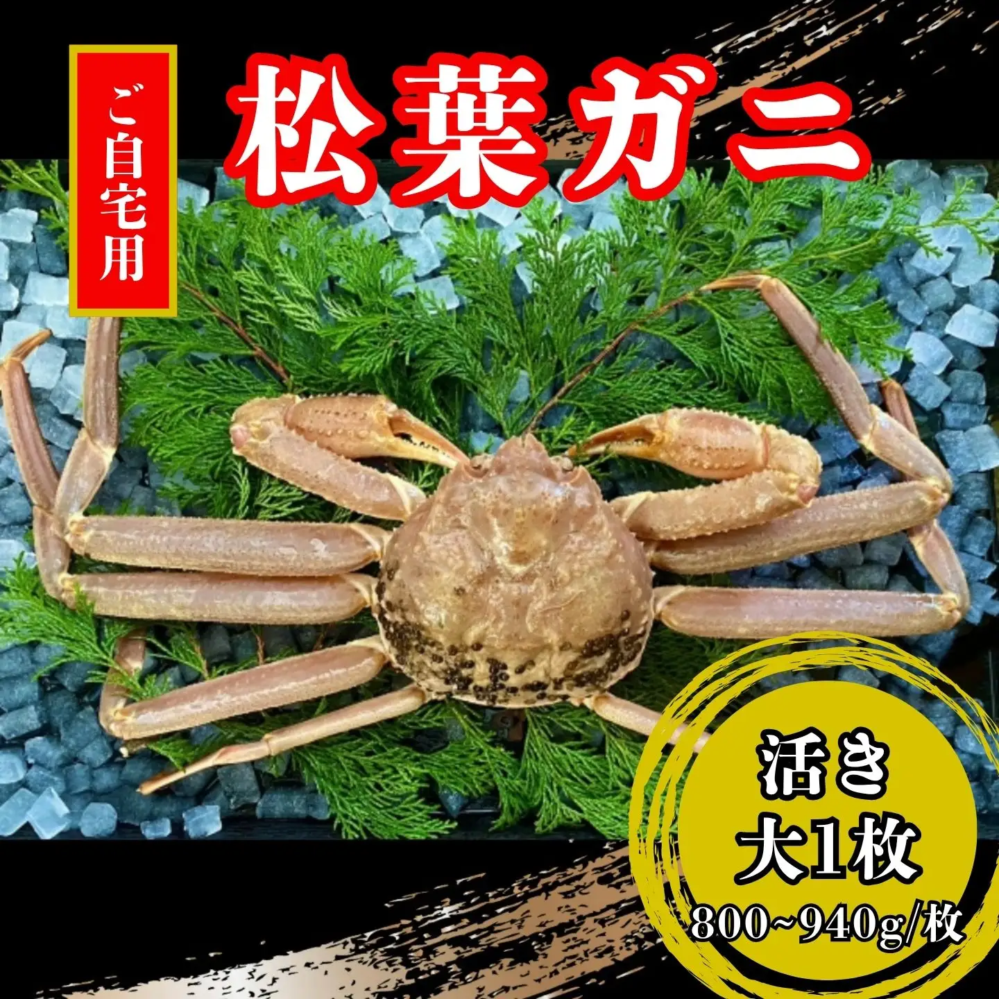 【活き】ご自宅用松葉ガニ　大１枚(800～940ｇ前後) 【配送日時指定可】 [235-WK11]