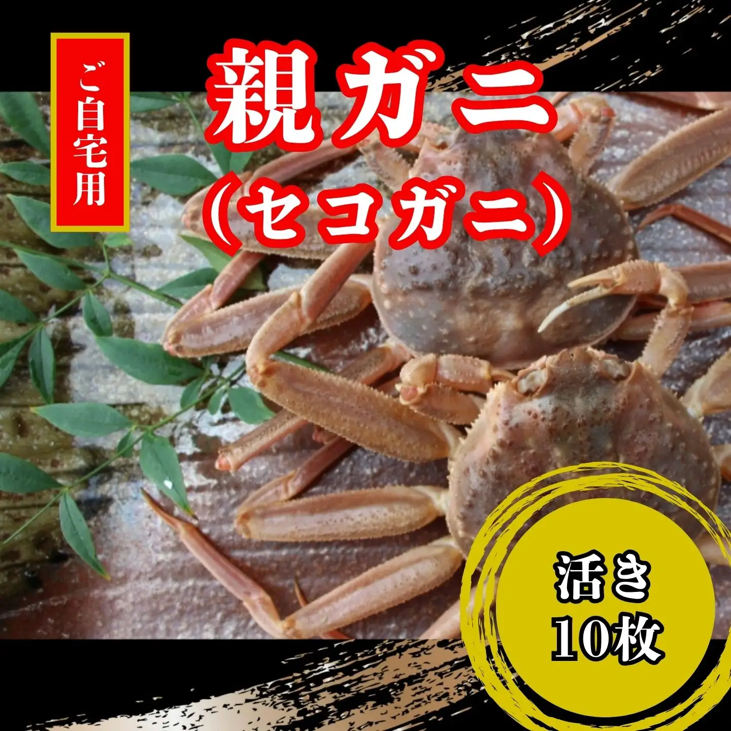 【活き】訳あり足折れご自宅用　日本海産親ガニ（セコガ二）10枚 【配送日時指定可】 [239-WK15]