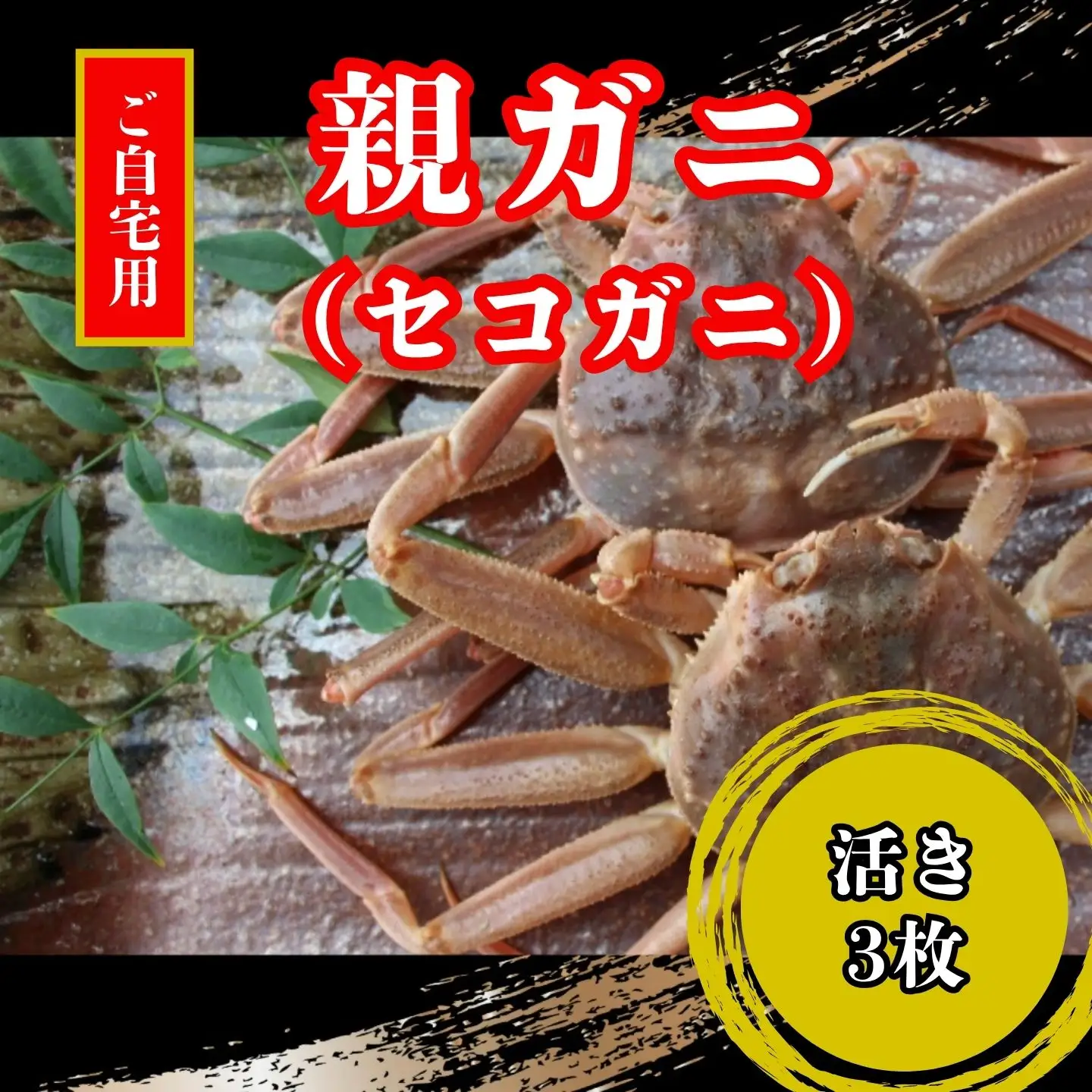【活き】訳あり足折れご自宅用　日本海産親ガニ（セコガ二）　3枚 【配送日時指定可】 [243-WK19]