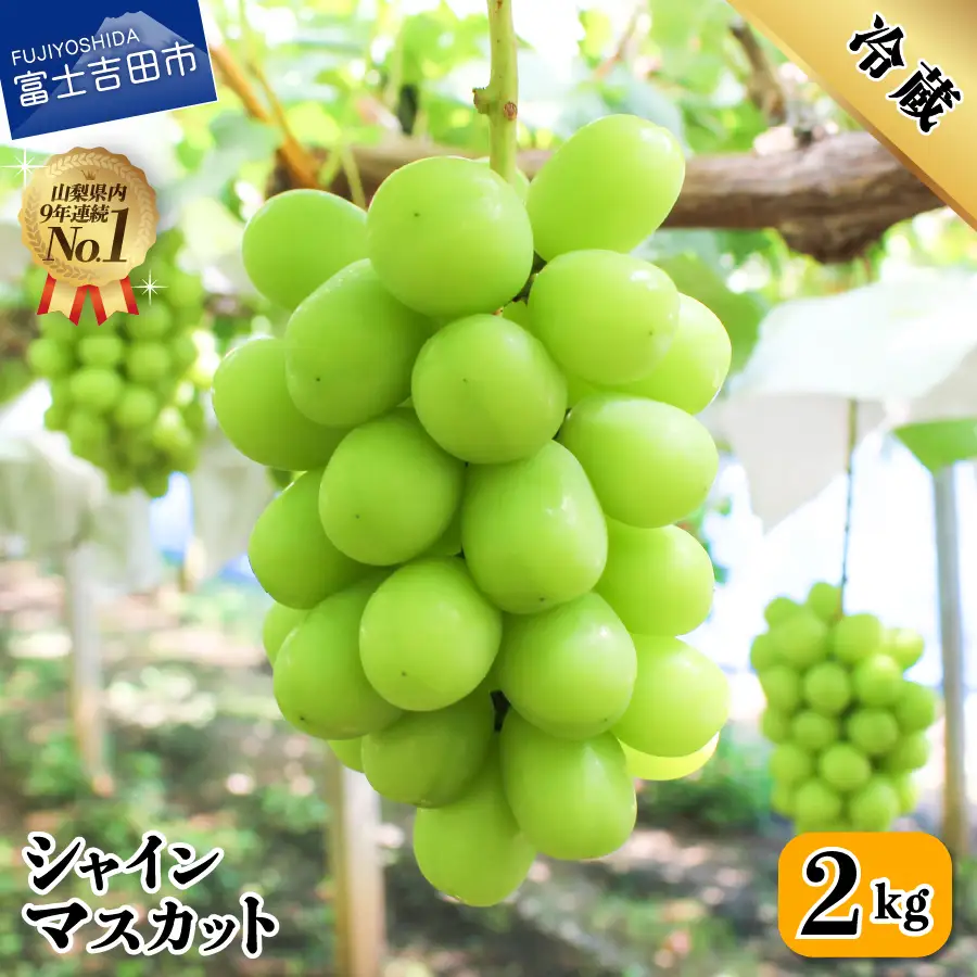 シャインマスカット 2026年発送【フルーツ王国】 山梨県産 シャインマスカット 約2.0kg(3~4房) フルーツ 高級シャインマスカット